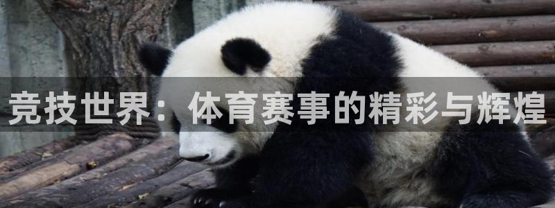超凡国际app下载入口官网：竞技世界：体育赛事的精彩与辉煌